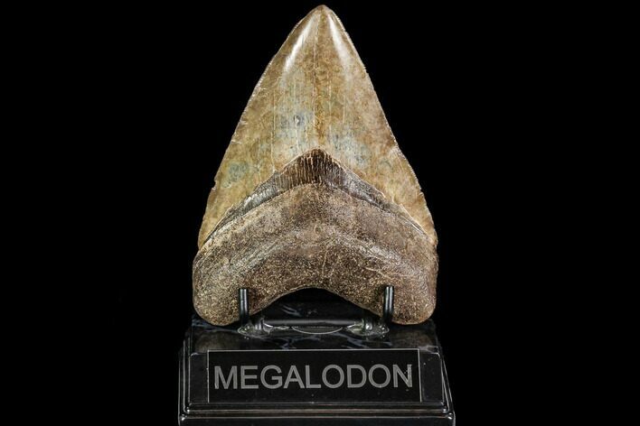 Serrated, Fossil Megalodon Tooth - Georgia #111902
